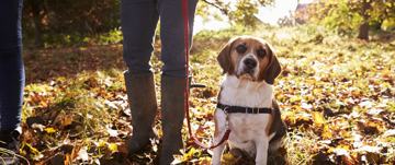 Dog in a wood