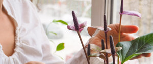 Woman taking care of houseplants