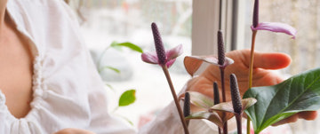 Woman taking care of houseplants