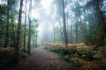 A leafy pathway through a misty wood – peaceful or daunting?